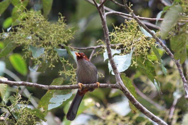 chestnut hooded laughingthrush