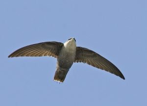 chimney-swift2