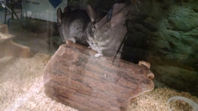 Two chinchillas at Alley Pond Environmental Center