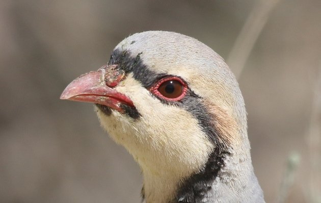 chukar