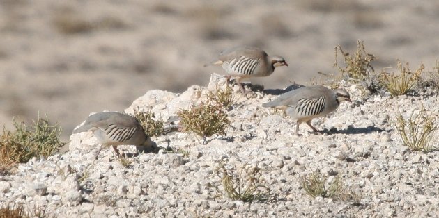 chukar1