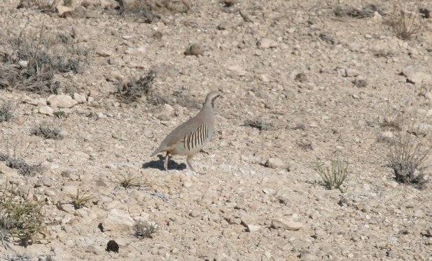 chukar2