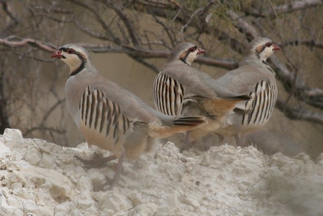 chukar3