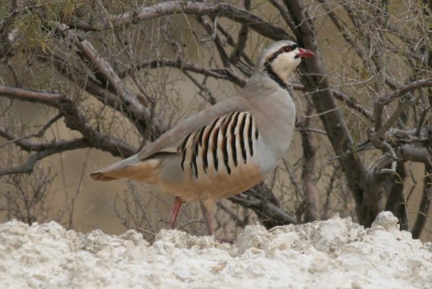 chukar4