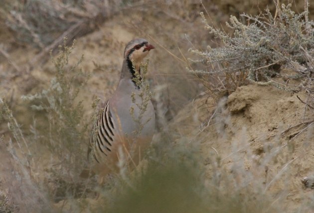 chukar5