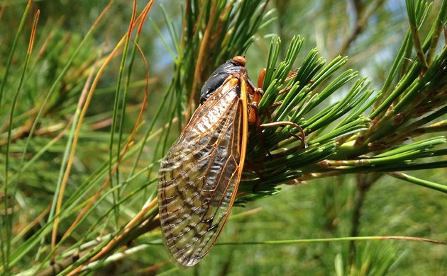 cicada on Staten Island