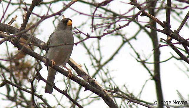 cinereus_finch