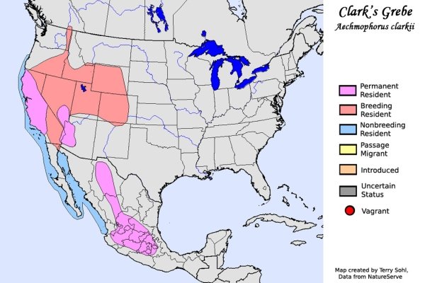 Clark's Grebe Range Map