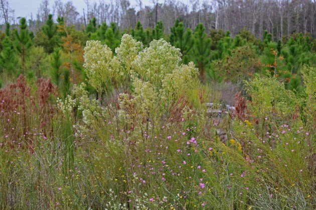 clearcut wildflowers 2 small