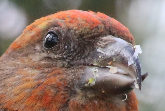 close up crossbill