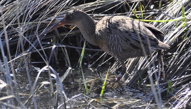 Clapper Rail