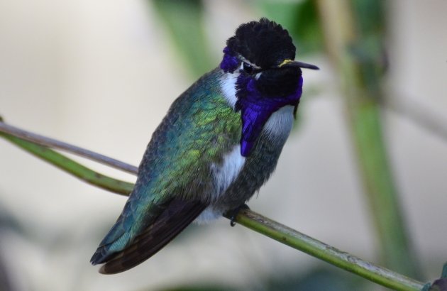 Costa's Hummingbird