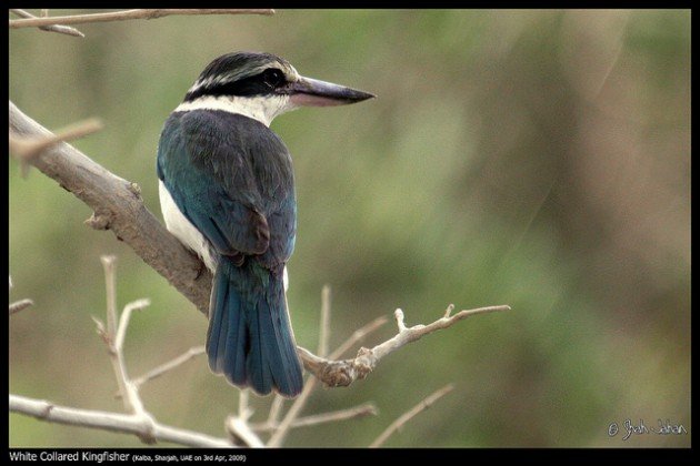 collared kingfisher