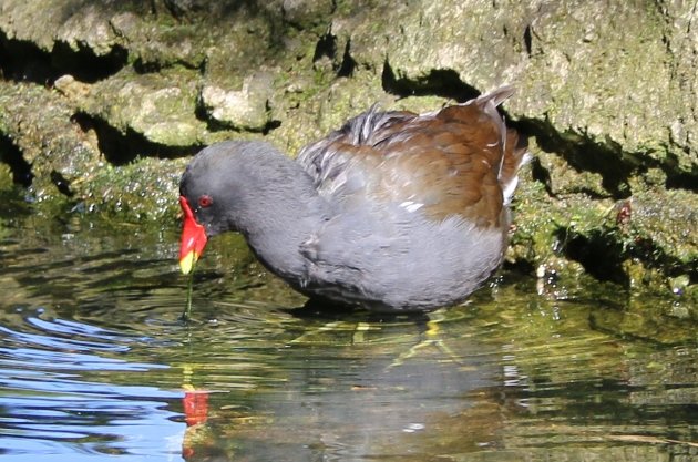 common moorhen