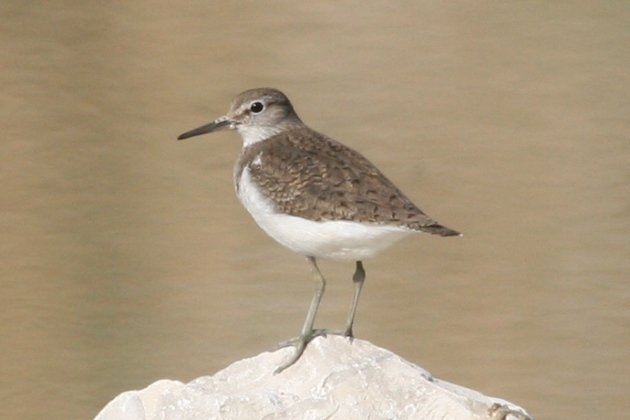 common sandpiper