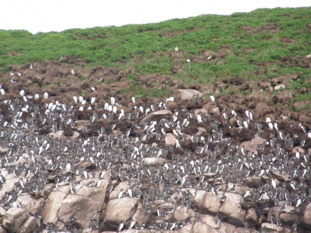 Common Murres on Gull island
