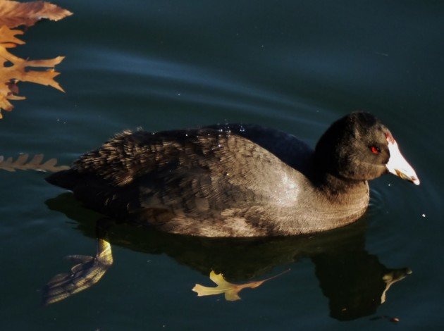 coot, florida, nature, birding