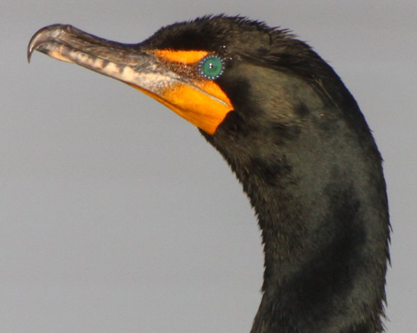 cormorant-portrait