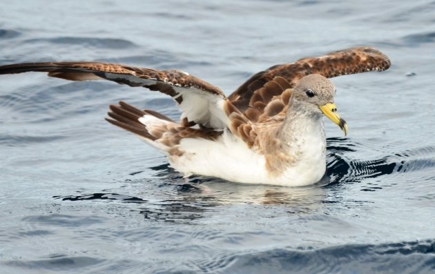 Cory's Shearwater