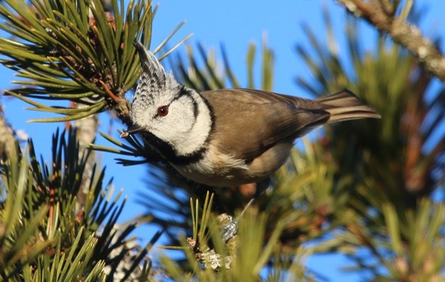 crested tit 1