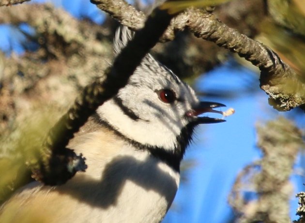 crested tit 2