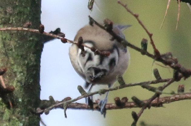 crested tit top view