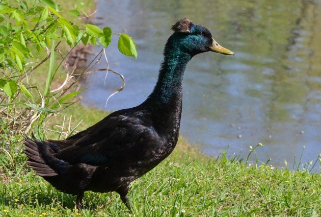 Crested Cayuga Duck © Lisette Lebaillif