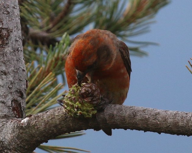 crossbill cone 2