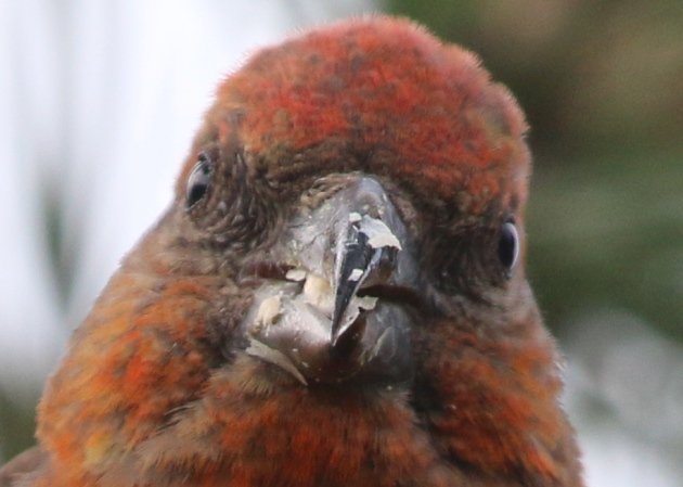 crossbill portrait