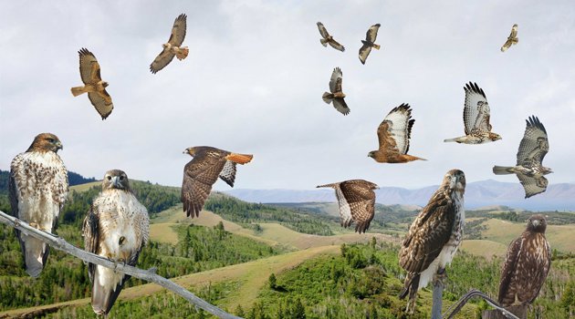 Crossley Red-tailed Hawks