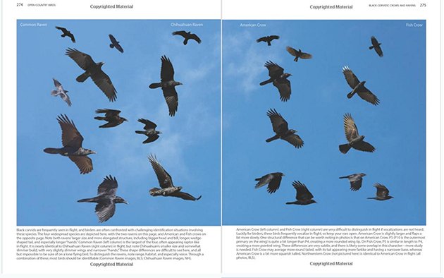 crows in flight spread