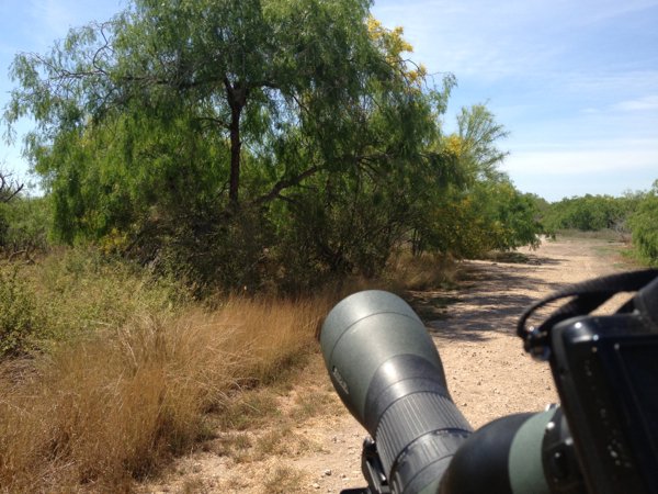 digiscoping an owl box