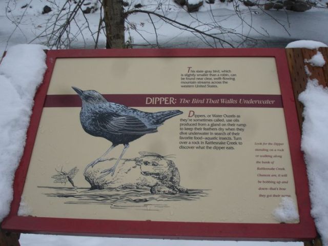 Educational sign about American Dippers, Greenough Park