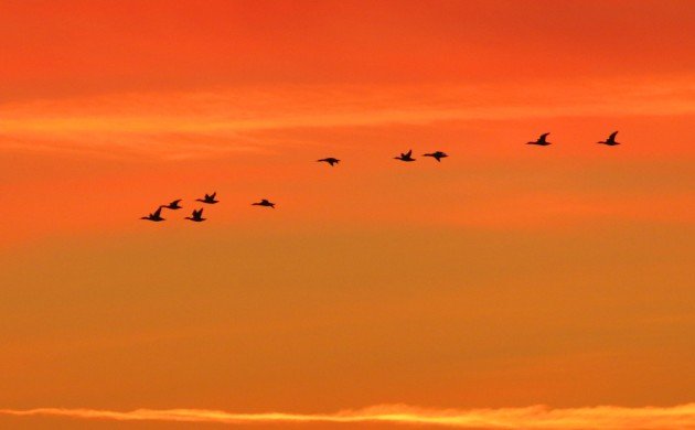 ducks at dawn