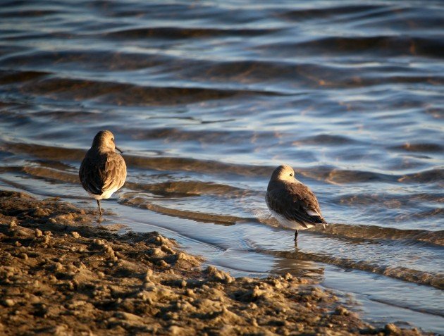 dunlin, shorebirds, florida, birding