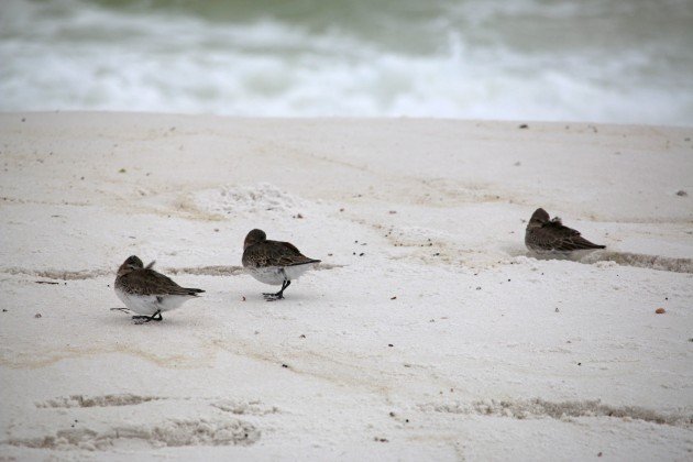 birding, bird watching, dunlin, florida, emerald coast