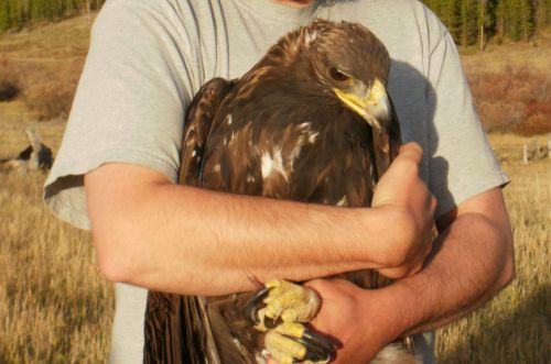 Golden Eagle after banding