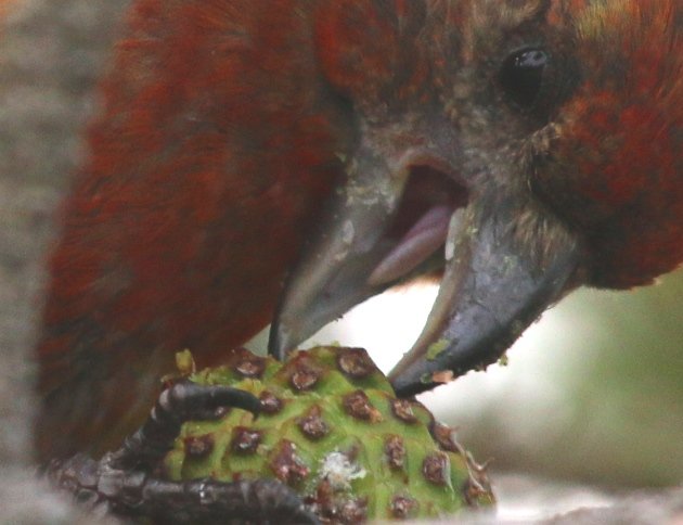 eating crossbill