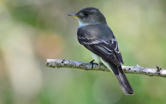 Eastern Wood-Pewee