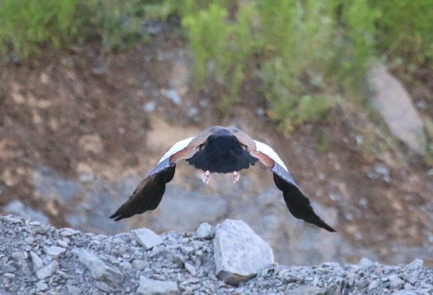 egyptian goose 2