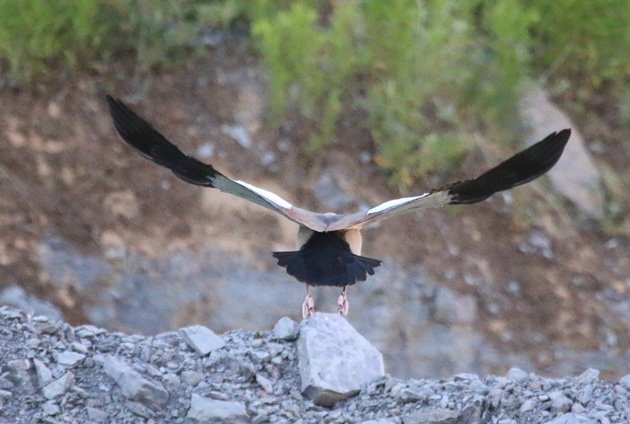 egyptian goose 3