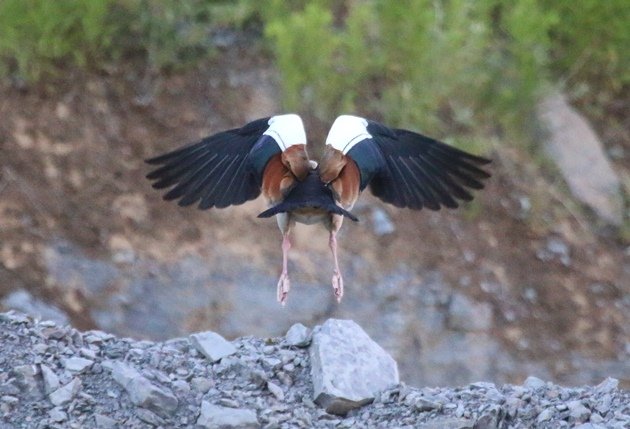 egyptian goose1