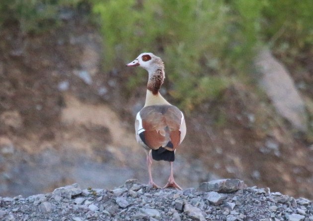 egyptian goose