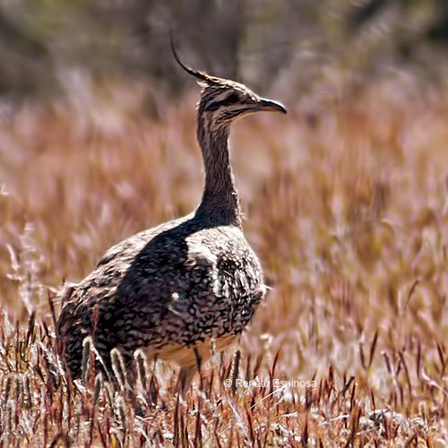 Elegant-Tinamou