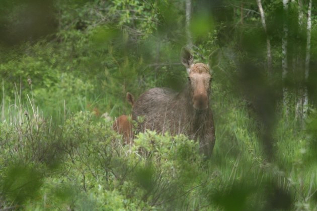 elk or moose