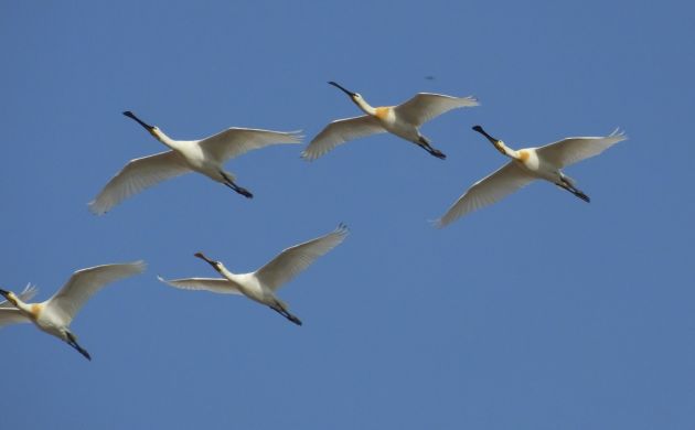 eurasian spoonbills