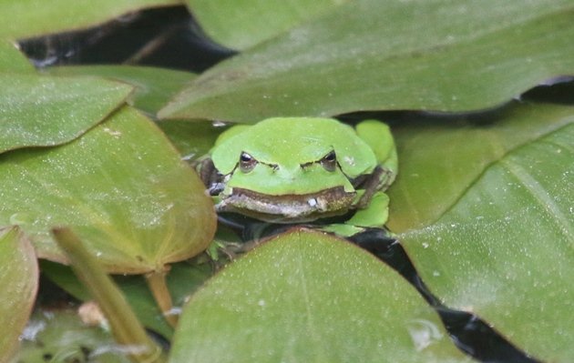 euro Tree Frog