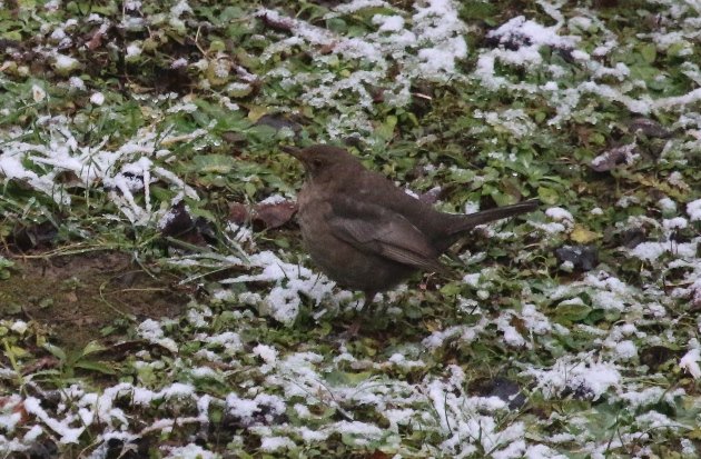 euro blackbird