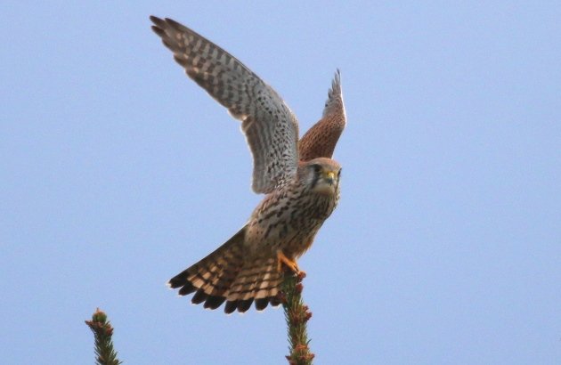 euro kestrel