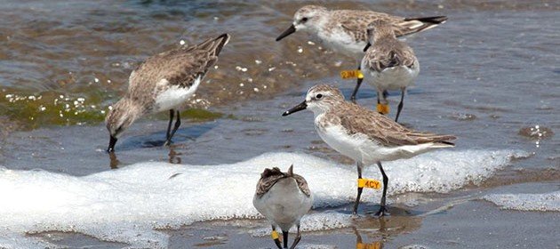 sandpipers